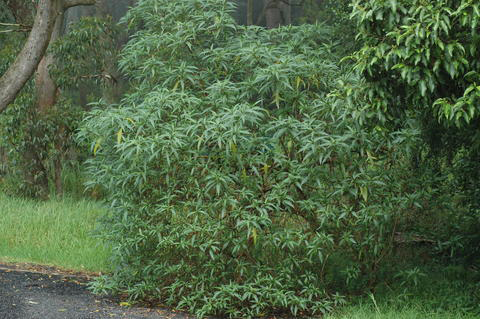 Kangaroo-Apple-plant-growing-wild