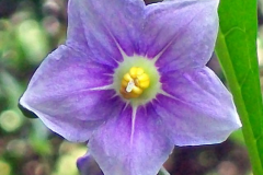 Closer-view-of-flower-of-Kangaroo-Apple
