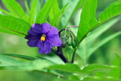 Flower-of-Kangaroo-Apple