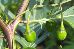 Immature-fruits-of-Kangaroo-Apple