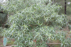 Kangaroo-Apple-Plant