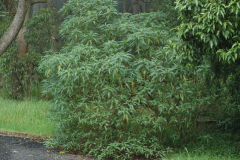 Kangaroo-Apple-plant-growing-wild