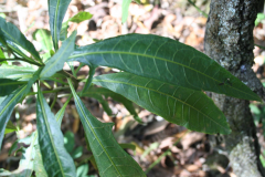Leaves-of-Kangaroo-Apple