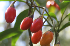 Mature-Fruits-of-Kangaroo-Apple
