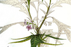 Plant-Illustration-of-Kangaroo-Apple