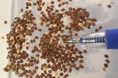 Seeds-of-Kangaroo-Apple