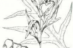 Sketch-of-Kangaroo-Apple
