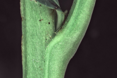 Stem-of-Kangaroo-Apple