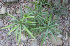 Young-Kangaroo-Apple-plant