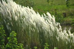 Kans-grass-Plants-growing-wild
