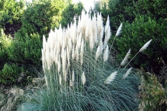 Kans-grass-plant