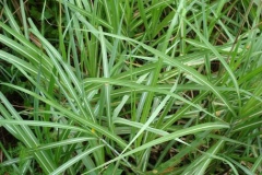 Leaves-of-Kans-grass