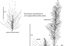 Plant-Illustration-of-Kans-grass