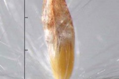 Seeds-of-Kans-grass