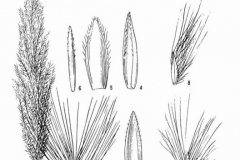 Sketch-of-Kans-grass