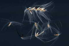 Spikelets-of-Kans-grass