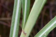 Stem-of-Kans-grass