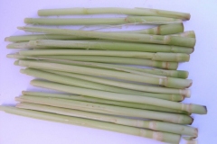 Young-Stem-of-Kans-grass