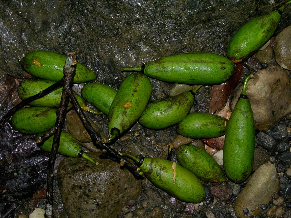 Kapok-fruits