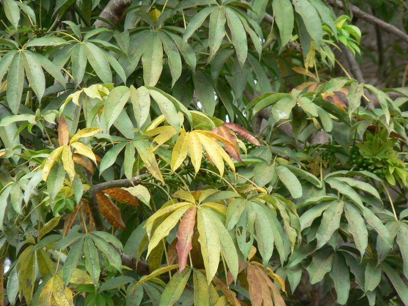 Kapok-leaves