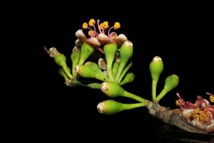Flower-bud-of-Kapok