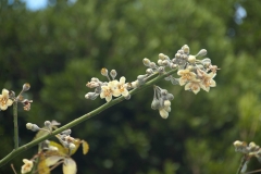 Flowers-of-Kapok