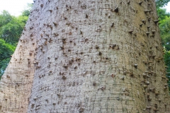 Kapok-bark
