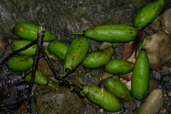 Kapok-fruits
