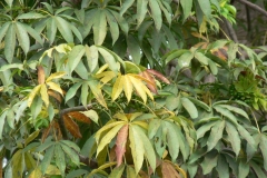 Kapok-leaves