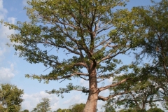 Kapok-tree
