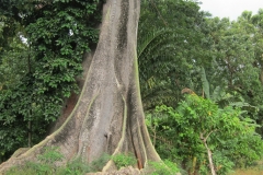Kapok-trunk
