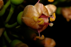 Opening-bud-of-Kapok