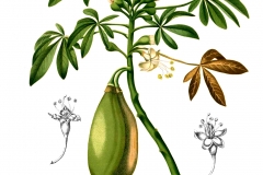 Plant-illustration-of-Kapok