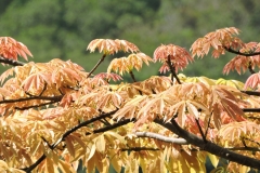 Young-leaves-of-Kapok