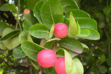 Image-showing-leaves-and-fruits-of-Karanda