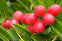 Karanda--fruit-on-the-tree
