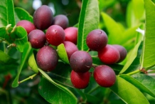 Ripe-Karanda-fruit-on-the-tree