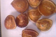 Seeds-of-Karanda