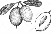 Sketch-of-Karanda-fruit