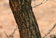 Trunk-of-Karanda-tree