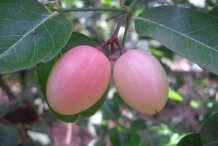 Unripe-Fruits-on-the-tree