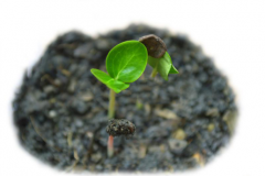 Young-Karanda--saplings