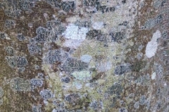 Bark