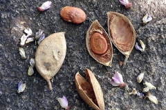 Fruits