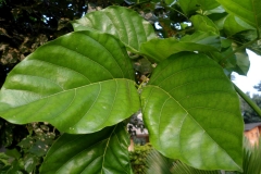 Leaves