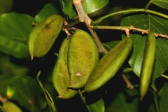 Pods