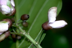 Stem