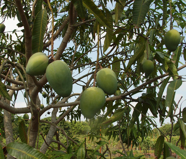 Unripe-Kalimantan-mango