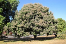 Kalimantan mango tree