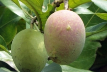 Kalimantan mango fruit